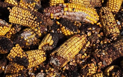 Food Processing and Trichothecene Mycotoxins Publication