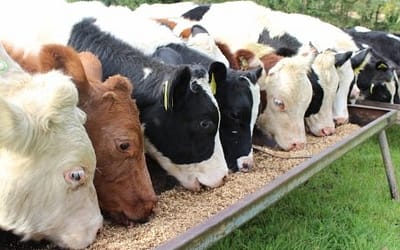 EFSA Opinion on Zearalenone in Animal Feeds